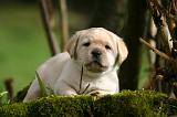 LABRADOR 1309